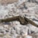 Cóndor andino volando sobre las montañas de la Patagonia con alas desplegadas.