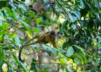 Tití pigmeo en las copas de árboles de la Amazonía ecuatoriana, especie vulnerable amenazada por tráfico ilegal y deforestaci