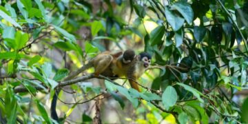 Tití pigmeo en las copas de árboles de la Amazonía ecuatoriana, especie vulnerable amenazada por tráfico ilegal y deforestaci