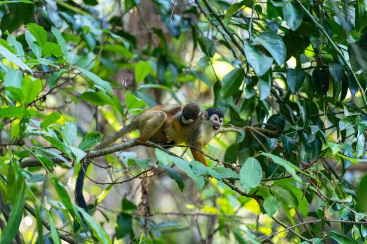 Tití pigmeo en las copas de árboles de la Amazonía ecuatoriana, especie vulnerable amenazada por tráfico ilegal y deforestaci
