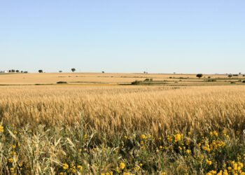 Campo rural argentino con extensas hectáreas de tierras cultivables bajo cielo abierto.