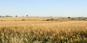 Campo rural argentino con extensas hectáreas de tierras cultivables bajo cielo abierto.