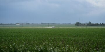 Campo de soja en cosecha, materia prima del biodiésel en Argentina.