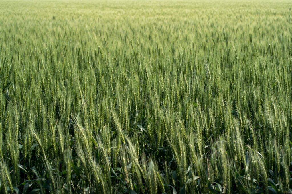 Campo agrícola cubierto con cultivos de cobertura verdes, práctica validada por el INTA para mejorar suelos.