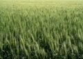 Campo agrícola cubierto con cultivos de cobertura verdes, práctica validada por el INTA para mejorar suelos.