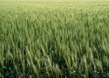 Campo agrícola cubierto con cultivos de cobertura verdes, práctica validada por el INTA para mejorar suelos.