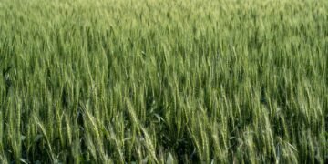 Campo agrícola cubierto con cultivos de cobertura verdes, práctica validada por el INTA para mejorar suelos.