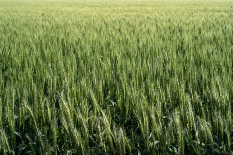 Campo agrícola cubierto con cultivos de cobertura verdes, práctica validada por el INTA para mejorar suelos.