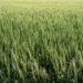 Campo agrícola cubierto con cultivos de cobertura verdes, práctica validada por el INTA para mejorar suelos.
