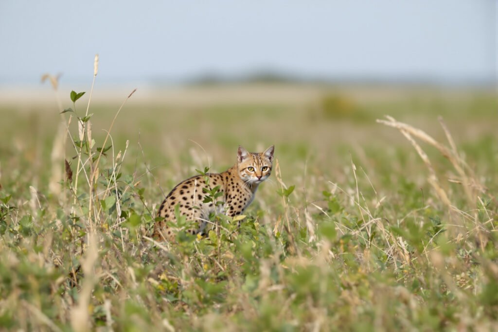Gato silvestre pequeño con pelaje manchado en bosque nuboso, similar a Leopardus tilcayo descubierto en Bolivia.