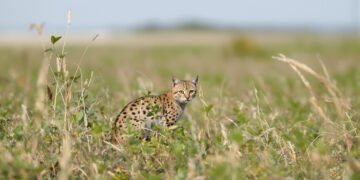 Gato silvestre pequeño con pelaje manchado en bosque nuboso, similar a Leopardus tilcayo descubierto en Bolivia.