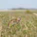 Gato silvestre pequeño con pelaje manchado en bosque nuboso, similar a Leopardus tilcayo descubierto en Bolivia.