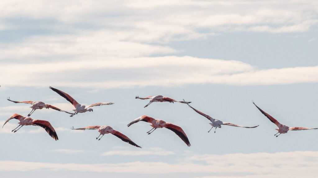 Bandada de aves migratorias en vuelo sobre paisaje natural, simbolizando las rutas que conectan ecosistemas americanos.