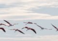 Bandada de aves migratorias en vuelo sobre paisaje natural, simbolizando las rutas que conectan ecosistemas americanos.