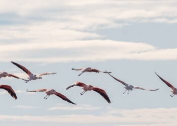 Bandada de aves migratorias en vuelo sobre paisaje natural, simbolizando las rutas que conectan ecosistemas americanos.