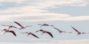 Bandada de aves migratorias en vuelo sobre paisaje natural, simbolizando las rutas que conectan ecosistemas americanos.