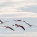 Bandada de aves migratorias en vuelo sobre paisaje natural, simbolizando las rutas que conectan ecosistemas americanos.