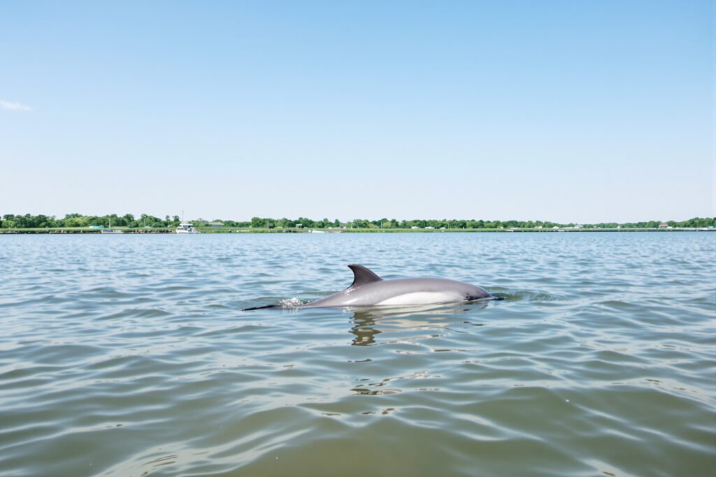 Delfín de río emergiendo en aguas turbias de Asia, representando la supervivencia de delfines del Ganges en ríos contaminados