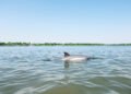 Delfín de río emergiendo en aguas turbias de Asia, representando la supervivencia de delfines del Ganges en ríos contaminados