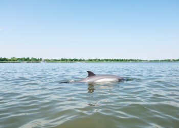 Delfín de río emergiendo en aguas turbias de Asia, representando la supervivencia de delfines del Ganges en ríos contaminados