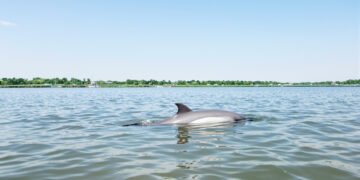 Delfín de río emergiendo en aguas turbias de Asia, representando la supervivencia de delfines del Ganges en ríos contaminados