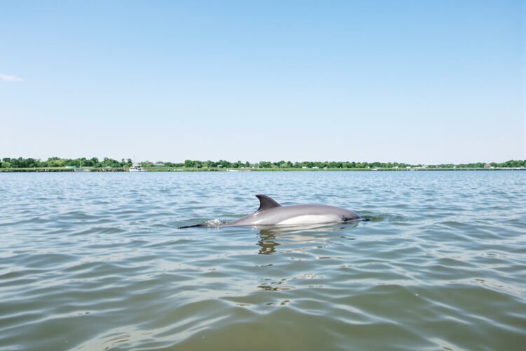 Delfín de río emergiendo en aguas turbias de Asia, representando la supervivencia de delfines del Ganges en ríos contaminados