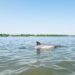Delfín de río emergiendo en aguas turbias de Asia, representando la supervivencia de delfines del Ganges en ríos contaminados