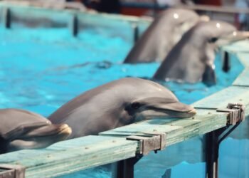 Delfines nariz de botella en instalaciones de cautiverio, similar a las condiciones que enfrentan los ejemplares de Cancún.