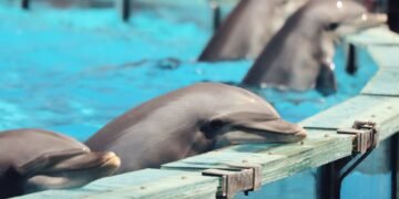 Delfines nariz de botella en instalaciones de cautiverio, similar a las condiciones que enfrentan los ejemplares de Cancún.