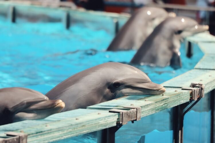 Delfines nariz de botella en instalaciones de cautiverio, similar a las condiciones que enfrentan los ejemplares de Cancún.