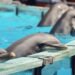 Delfines nariz de botella en instalaciones de cautiverio, similar a las condiciones que enfrentan los ejemplares de Cancún.