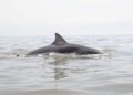 Delfines del Irrawaddy emergiendo en aguas del río Mekong en Camboya.