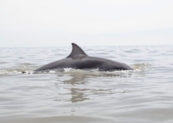 Delfines del Irrawaddy emergiendo en aguas del río Mekong en Camboya.