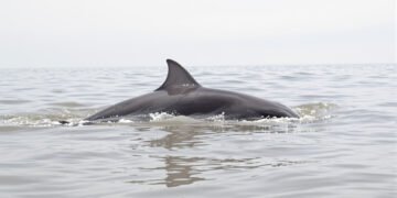 Delfines del Irrawaddy emergiendo en aguas del río Mekong en Camboya.