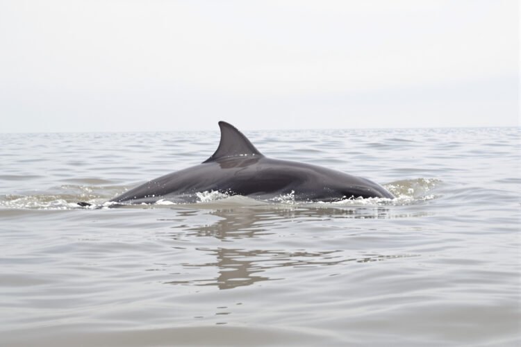 Delfines del Irrawaddy emergiendo en aguas del río Mekong en Camboya.