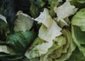 Alimentos descartados en Argentina: verduras y productos frescos desperdiciados en supermercados.