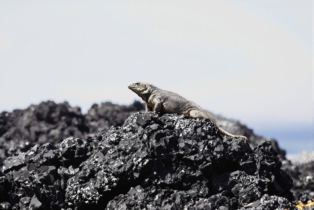 Iguana marina de Galápagos sobre rocas volcánicas, especie endémica amenazada por el tráfico ilegal