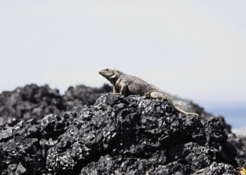 Iguana marina de Galápagos sobre rocas volcánicas, especie endémica amenazada por el tráfico ilegal