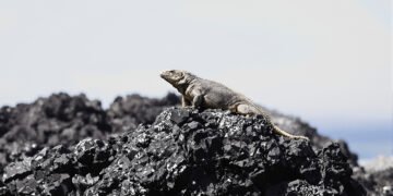 Iguana marina de Galápagos sobre rocas volcánicas, especie endémica amenazada por el tráfico ilegal