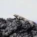 Iguana marina de Galápagos sobre rocas volcánicas, especie endémica amenazada por el tráfico ilegal