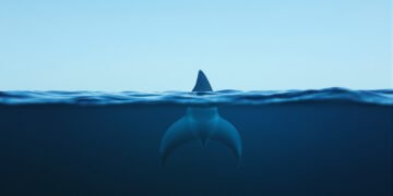 Aleta de tiburón en aguas del Pacífico, especie vulnerable al tráfico comercial en Perú.