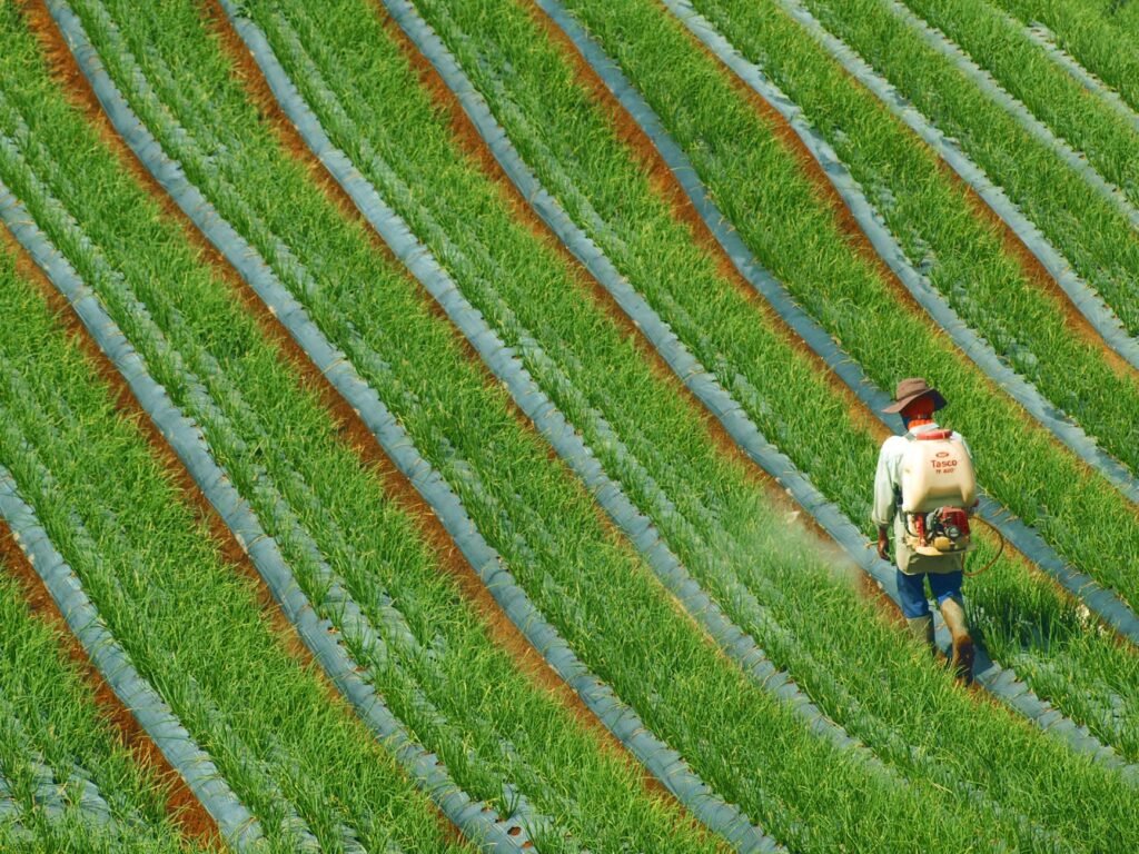 Trabajador agricola aplicando pesticidas en cultivo en el sur de Asia.