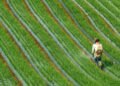 Trabajador agricola aplicando pesticidas en cultivo en el sur de Asia.