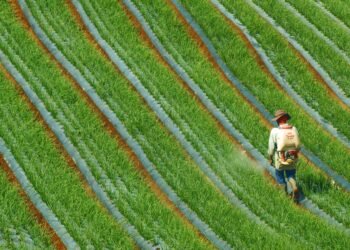 Trabajador agricola aplicando pesticidas en cultivo en el sur de Asia.