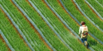 Trabajador agricola aplicando pesticidas en cultivo en el sur de Asia.