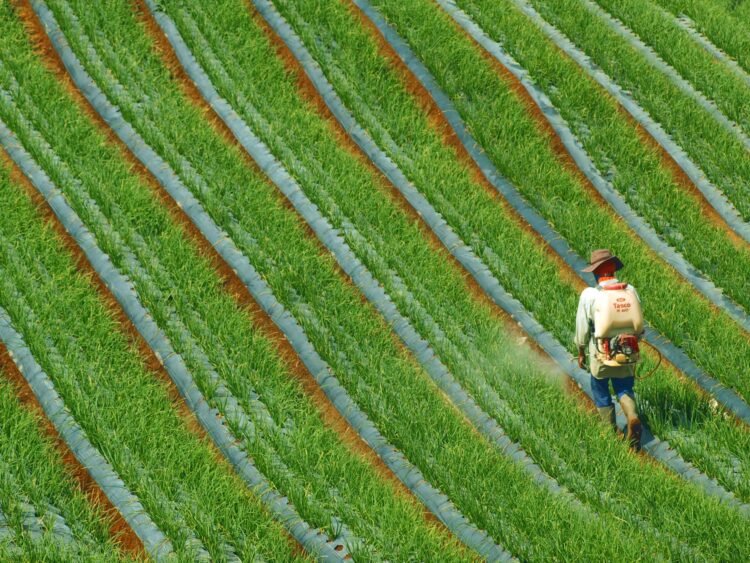 Trabajador agricola aplicando pesticidas en cultivo en el sur de Asia.