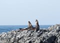 Lobos marinos descansando en costa rocosa del Pacífico Sur chileno.