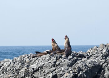 Lobos marinos descansando en costa rocosa del Pacífico Sur chileno.