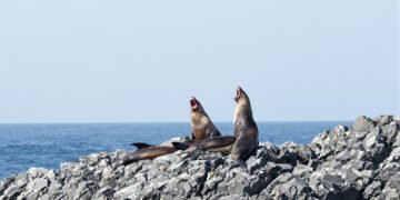 Lobos marinos descansando en costa rocosa del Pacífico Sur chileno.