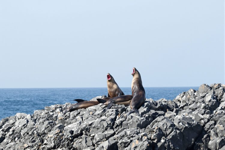 Lobos marinos descansando en costa rocosa del Pacífico Sur chileno.